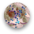 clostridioides