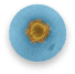 lyme-disease-image