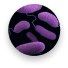shigellosis