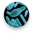 streptococcus