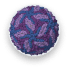 zika-image