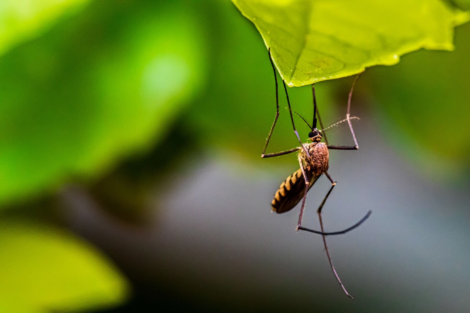 Macro-of-a-Mosquito-on-a-leaf