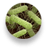 salmonella