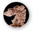 e.coli