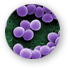 staphylococcus